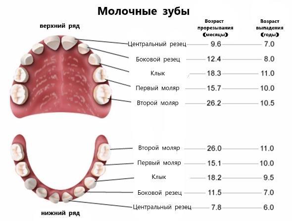 схема зубов у ребенка