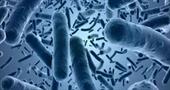 Бактерии-возбудители заболеваний десен могут провоцировать рост раковых клеток?